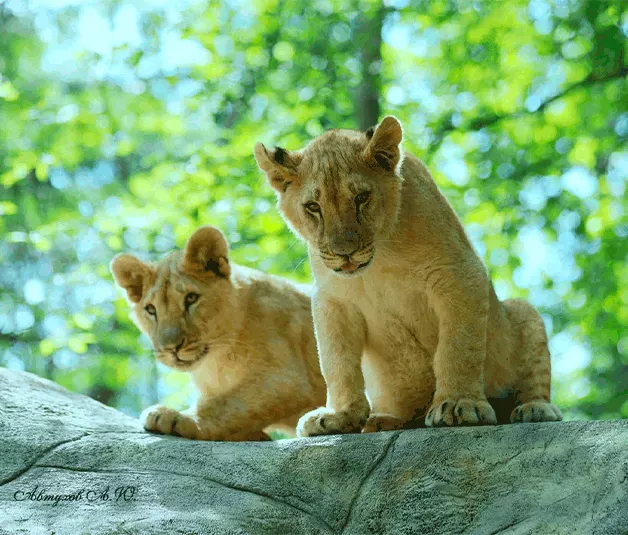 Podmoskovny Safari Park