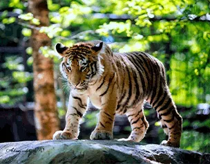 Podmoskovny Safari Park